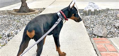 Taking Our Doberman Puppy Out On His First Walk Atlas Den
