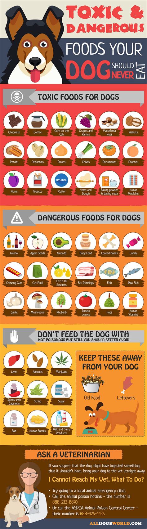 Toxic Foods For Dogs List Dangerous Foods For Dogs All Dogs World