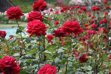 Remarkable Rose Garden The Blooming Paradise Chandigarh