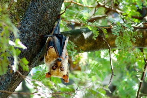 Flying Fox Of The Forest Wild View
