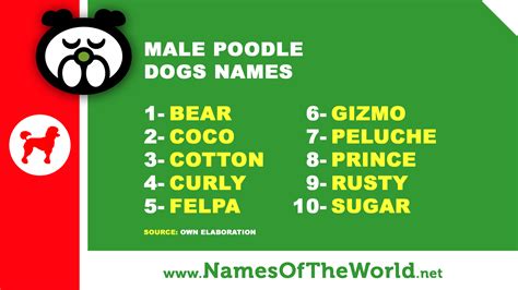 10 Male Poodle Dogs Names