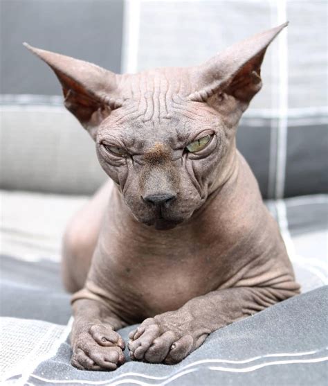 5 Facts About The Hairless Sphynx Cats Life With Catman