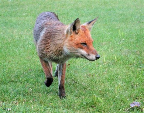 Red Fox Vulpes Vulpes Irelands Wildlife