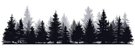 Pine Trees Silhouettes Evergreen Coniferous Forest Silhouette Nature
