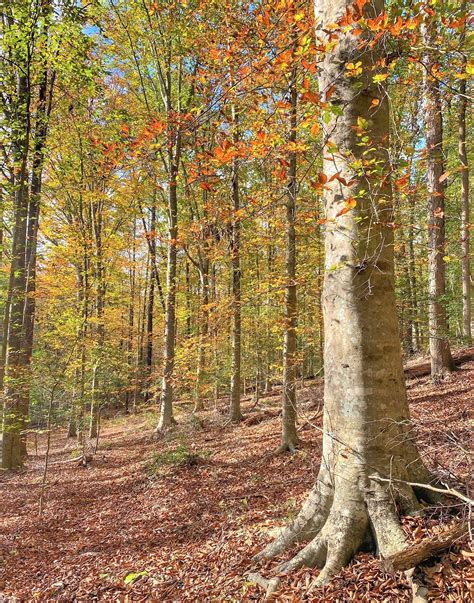 American Beech January 2021 Plant Of The Month John Clayton