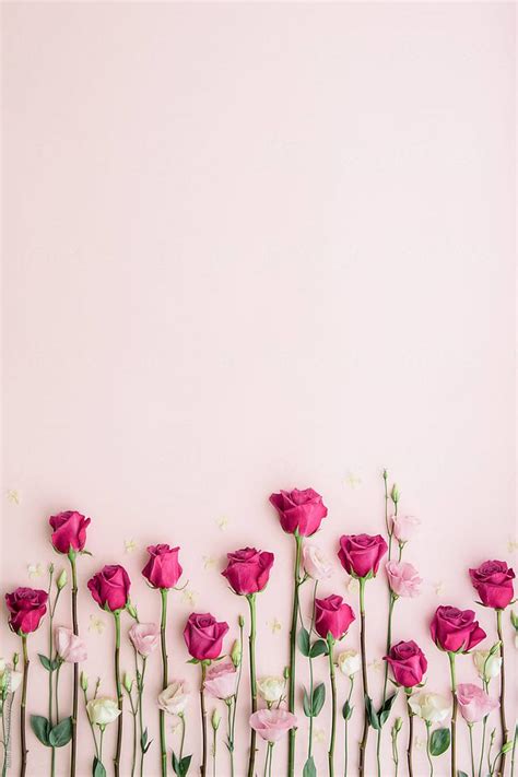 We hope it will make it easy to get the wallpapers you want. Pink roses on a pink background by Ruth Black for Stocksy ...