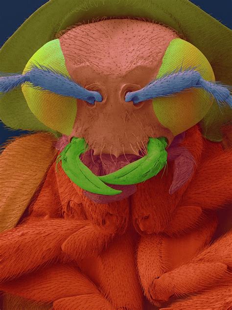 Predator Firefly Photograph By Dennis Kunkel Microscopyscience Photo