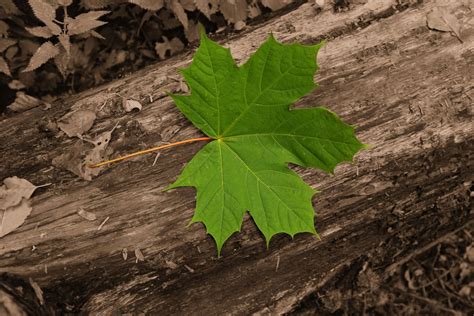 Ilmaisia Kuvia Puu Luonto Metsä Haara Puun Lehti Kukka Runko