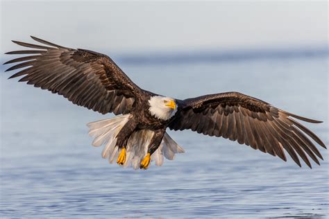 무료 이미지 비행 야생 생물 부리 동물 상 새의 먹이 대머리 독수리 척골가 있는 알래스카 착륙 말다툼하다