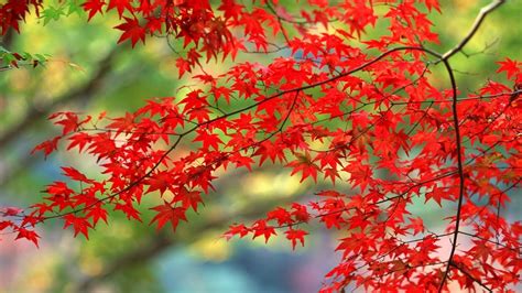 Red Autumn Leaves Wallpapers Top Free Red Autumn Leaves Backgrounds