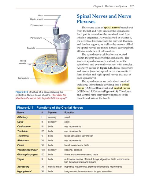 Introduction To Anatomy And Physiology Online Student Edition Page 217