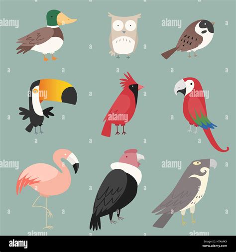 Cartoon Species Bird Collection With Nine 9 Different Birds Species