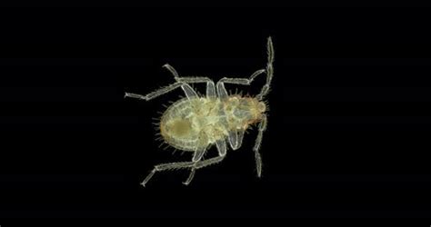 Bed Bug Nymph Cimex Lectularius Under A Microscope Order Hemiptera