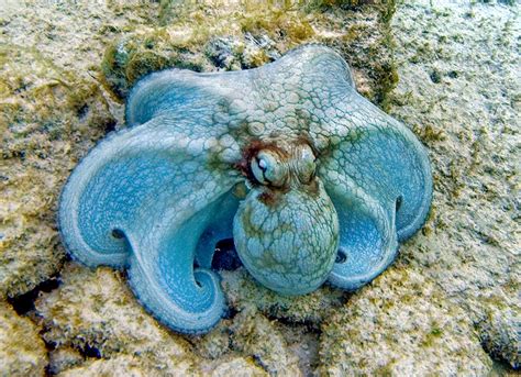Octopus Vulgaris Monaco Nature Encyclopedia