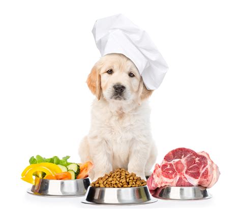 Home Cooked Kibble Wet Or Raw Whats The Best Food For My Dog