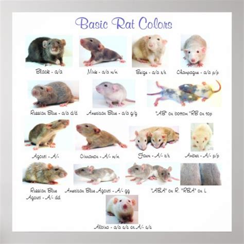 Basic Rat Colors Print Zazzle