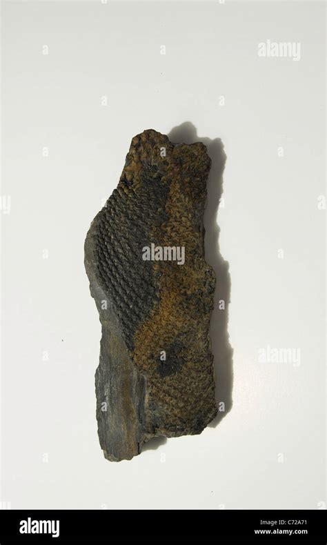 A Close Up Of Fossilized Tree Bark Stock Photo Alamy