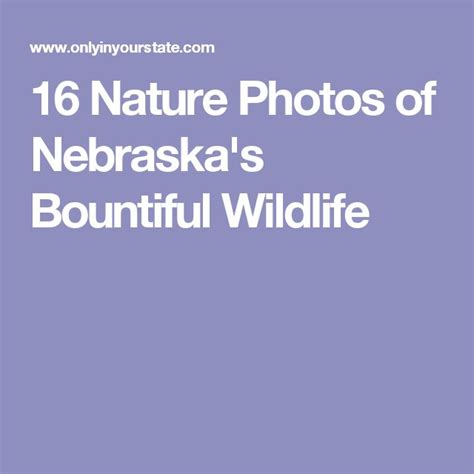 16 Nature Photos Of Nebraskas Bountiful Wildlife Nature Photos