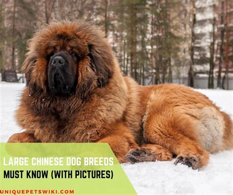 Top 06 Large Chinese Dog Breeds You Will Love With Pictures