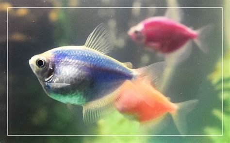 How To Breed Glofish The Ultimate Guide