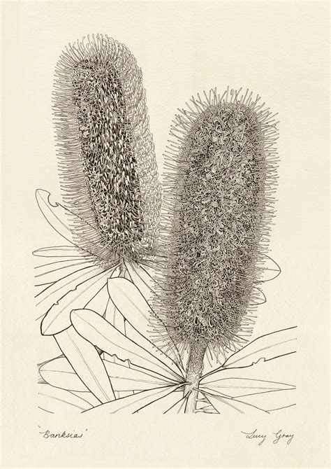 Banksias Original — Lucy Gray Art