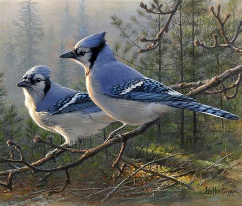 Blue Jay Pair Painting By Joe Hautman Art Birds Pinterest Jay