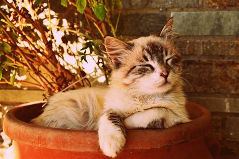 Personas como yo que les gusta los gatos. Imágenes de gatos → TOP fotos de gatetes en HD y libres de uso en 2019