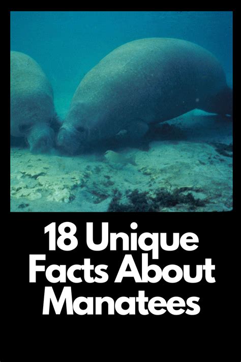 Manatee Facts Animal Facts For Kids Animal Facts For Kids Manatee Facts