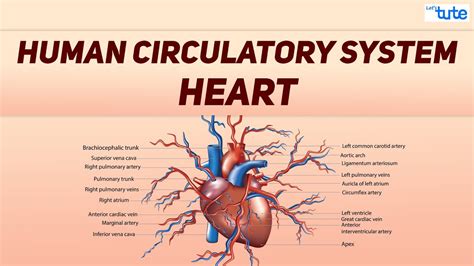 What Is Human Circulatory System Human Heart Circulation System