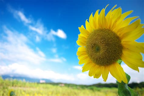Carte decoupage da stampare gratis fiori manifantasia. Foto gratis: Dove trovare e scaricare immagini gratuite