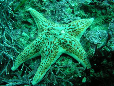 Leather Sea Star Carmel 9 18 04 Treamy1 Flickr
