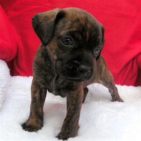 Brindle Boxer With A Black Face My Dream Dog Cute