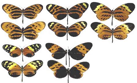Both batesian and müllerian mimicries are considered classical evidence of natural selection where predation pressure has, at times, created a striking similarity between unrelated prey species. Shappell.Ecology: Neat Mimicry Examples