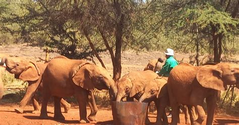 Nairobi National Park Elephant Orphanage And Giraffe Center Getyourguide
