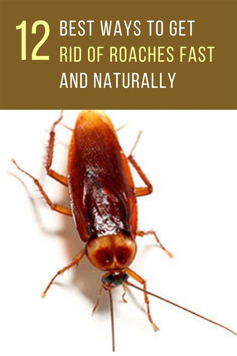 Coli and salmonella, don't take an infestation lightly. How To Get Rid Of Roaches In Your Home Naturally (12 ...
