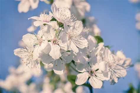 Kirsebær Blossom Vår Gratis Foto På Pixabay Pixabay