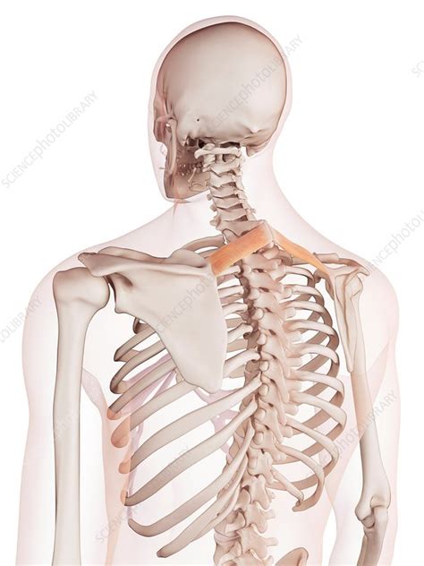 Human Back Muscles Stock Image F0158553 Science Photo Library