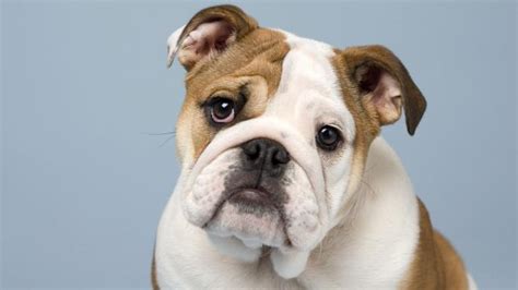 We did not find results for: Bulldogs: Scientific wheeze comes to the aid of breathless breed | News | The Times