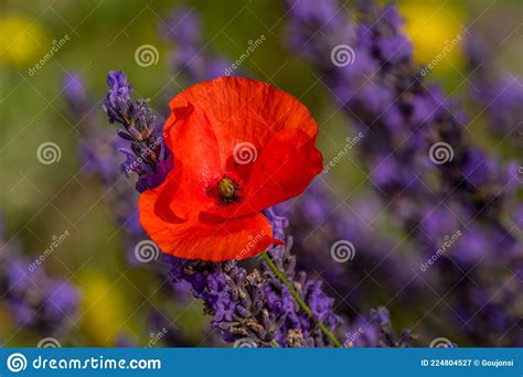 Poppy Flower In A Lavender Field In Provence Stock Image Image Of