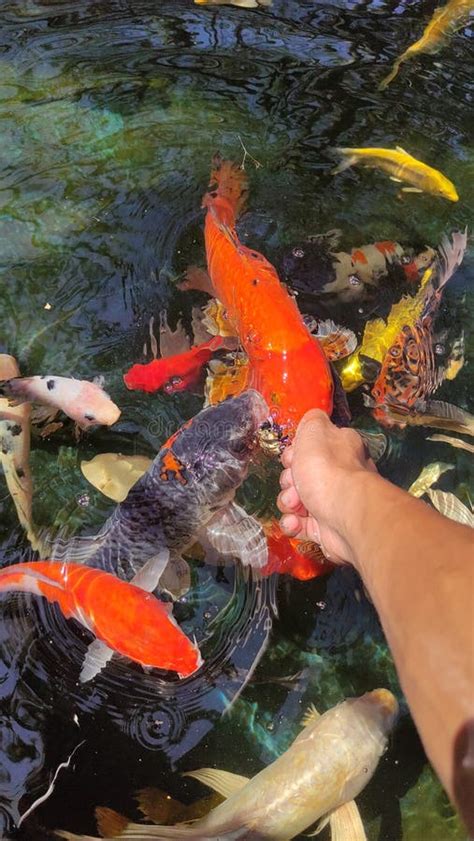 Hand Feeding Koi Fish Stock Image Image Of Hand Nature 229354801