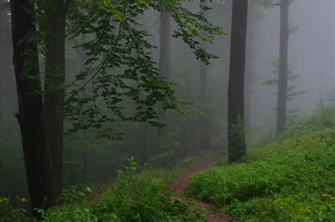 Foggy Forest By A Kwiatkowski On Deviantart