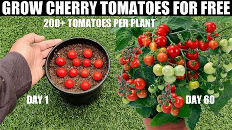 How To Germinate Cherry Seeds How To Grow Cherry Tomatoes From Seed