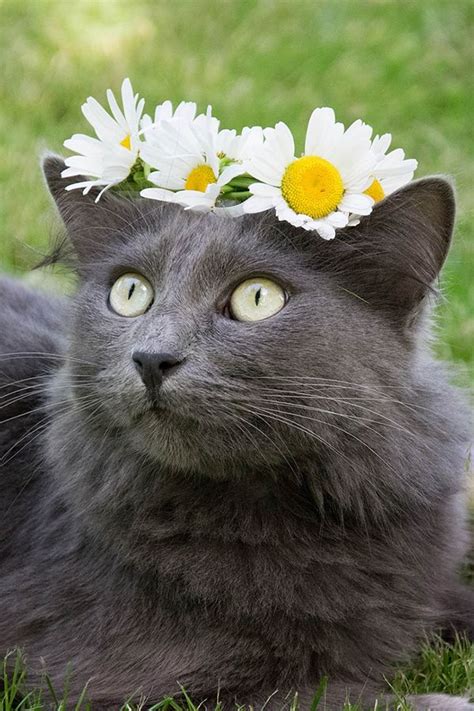 Enjoy 10 Pictures With Cute Cats And Kittens Youll See Cute Cat With Flowers On Its Head