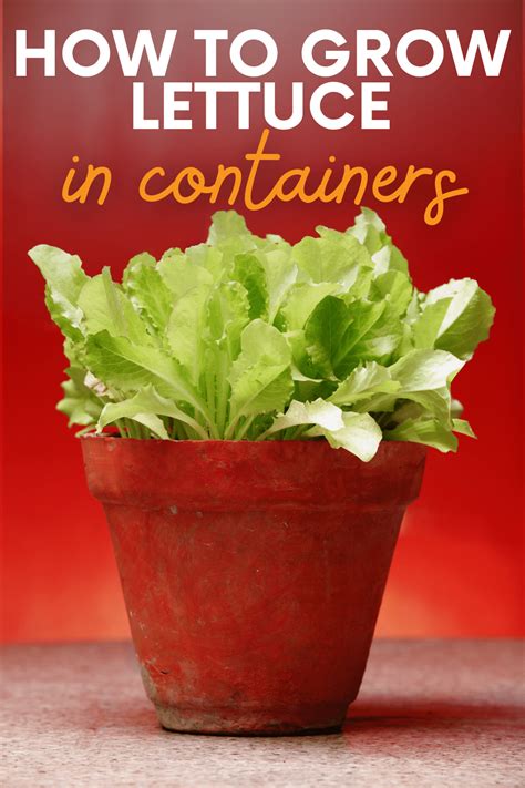Growing Lettuce In Containers An Easy Guide Growfully
