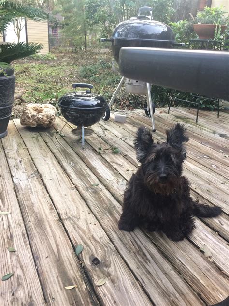 We did not find results for: My sweet Sophie has passed away after 14 wonderful years ...