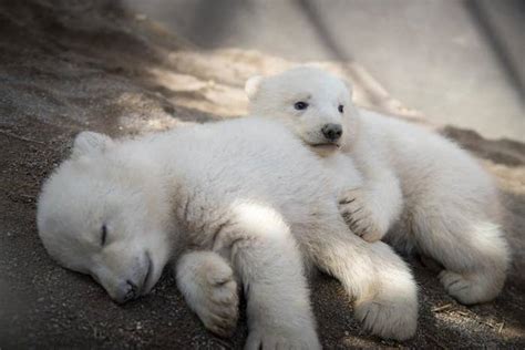 Stop What Youre Doing And Look At These Baby Polar Bear Twins