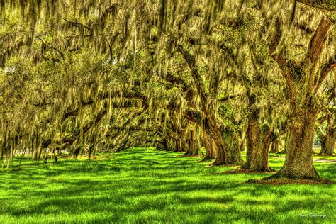 Lowcountry Live Oaks Tomotley Plantation South Carolina Landscape Art Photograph By Reid Callaway