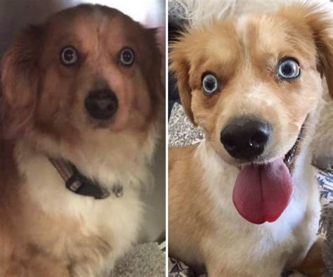 Dogs Before And After Adoption 40 Pics