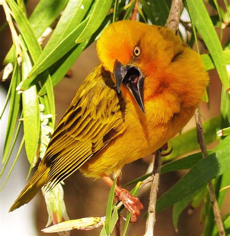 Cape Weaver Birds In Hermanus South Africa Jan Emming