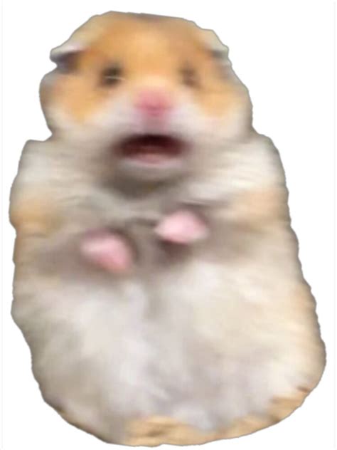 Scared Hamster Meme Photographic Print For Sale By Ellievivien